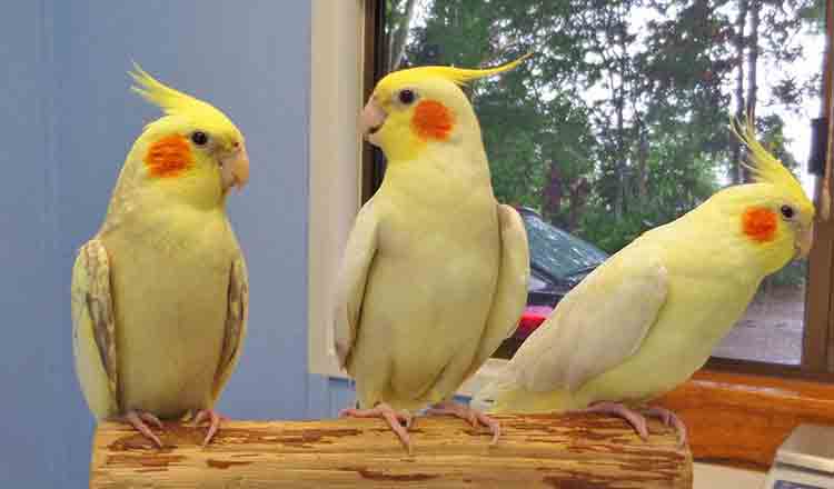 Terapia cu păsări ne face mai fericiți