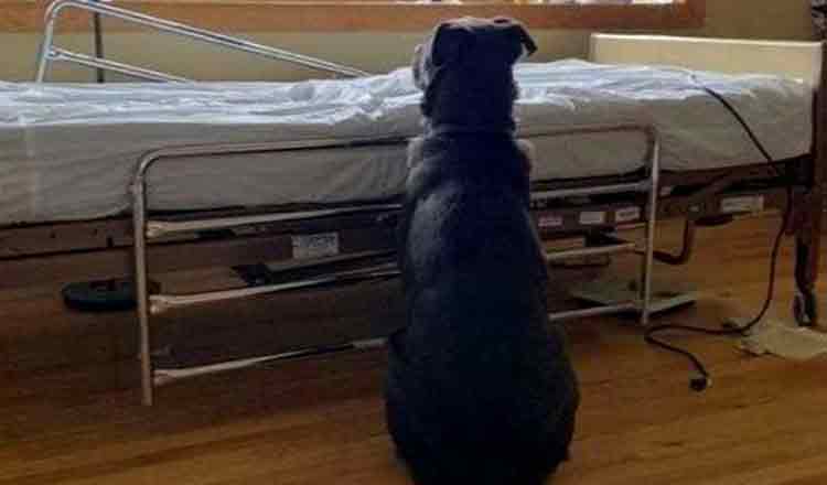 Câinele care și-a așteptat stăpânul decedat lângă patul de spital. Povestea emoționantă a devenit virală