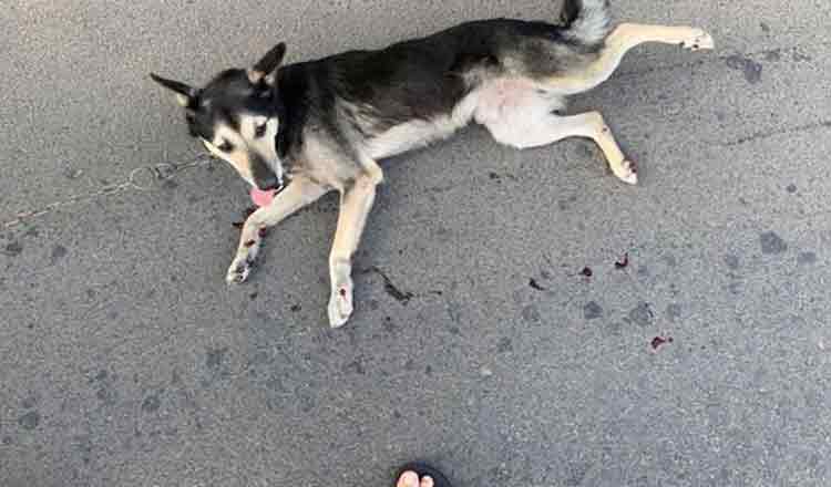 Un preot din Moldova a legat un câine de mașină și l-a târât pe șosea