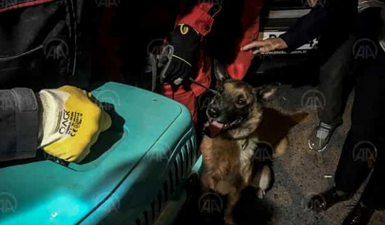 Întâmplare emoționantă în Turcia: un câine a salvat o pisică de sub ruine, după cutremurul devastator