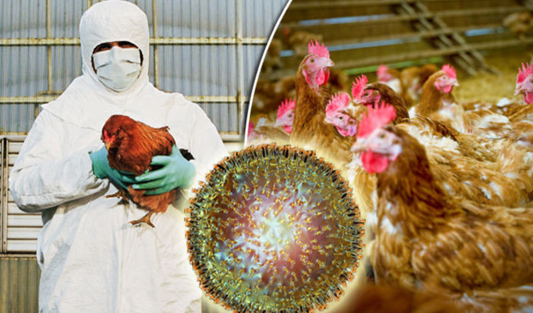 Tulpină de gripă aviară, PRIMA transmitere de la păsări la oameni. Simptome asemănătoare cu cele de SARS-CoV-2